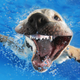 Illustration for article titled There's NOTHING cuter than these puppies swimming underwater